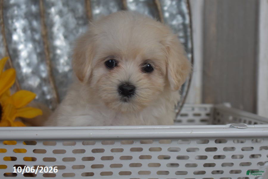 Maltipoo dogs Raelyn - Ad 1