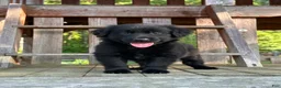 Golden Shepherd dogs for sale: Koda  - Ad 15