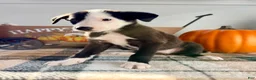 Border Collie dogs for sale: Honey - Ad 4
