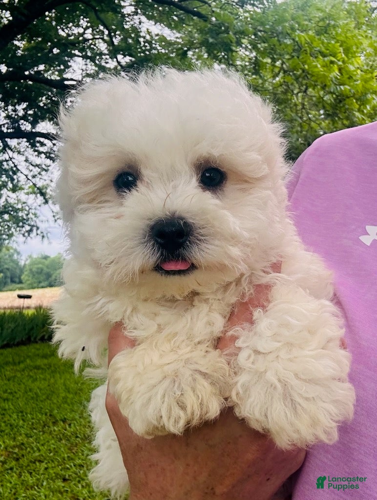 Maltese dogs Boy 2 - Ad 1