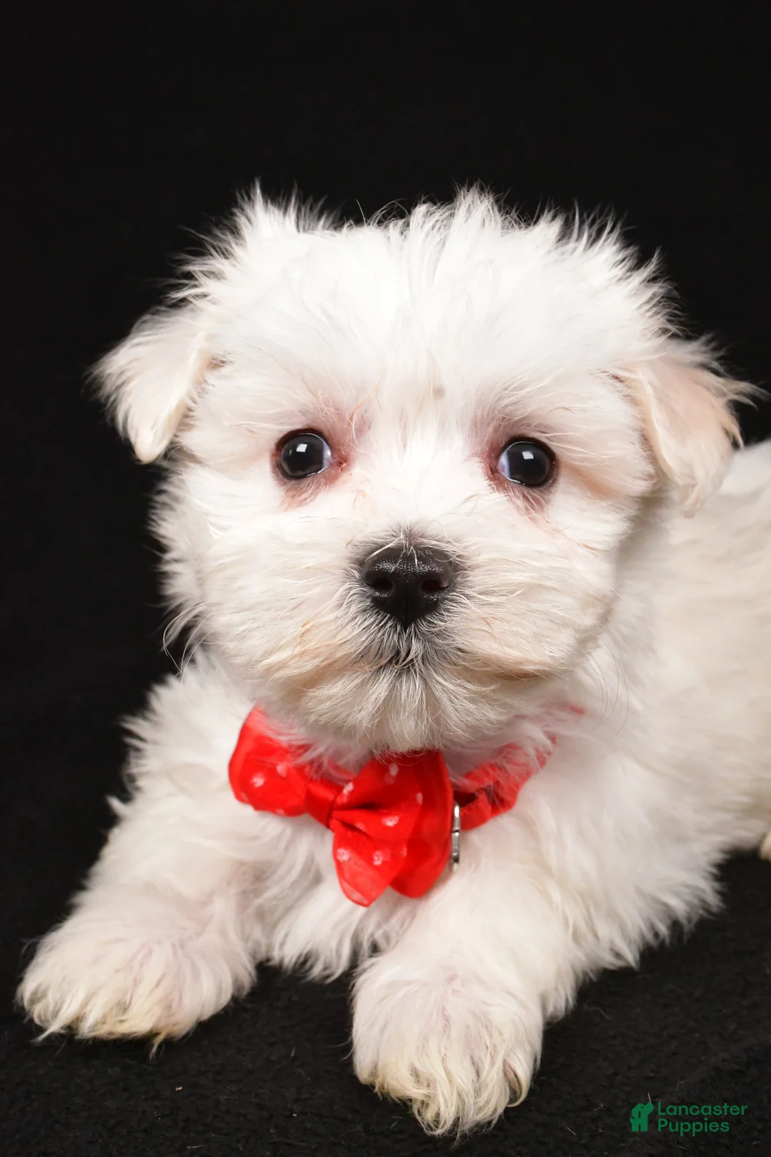 Maltese dogs for sale: Minston - Ad 5
