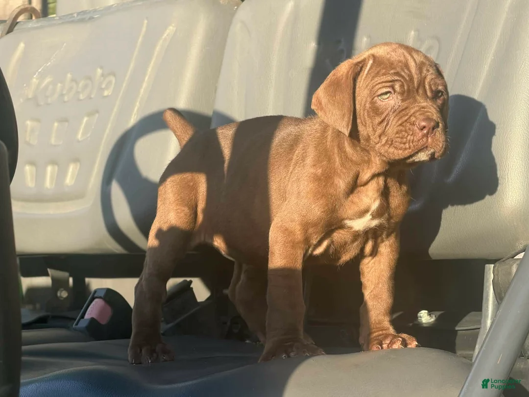 Neapolitan Mastiff dogs for sale: Neapolitan Mastiff Puppy 2 - Ad 1