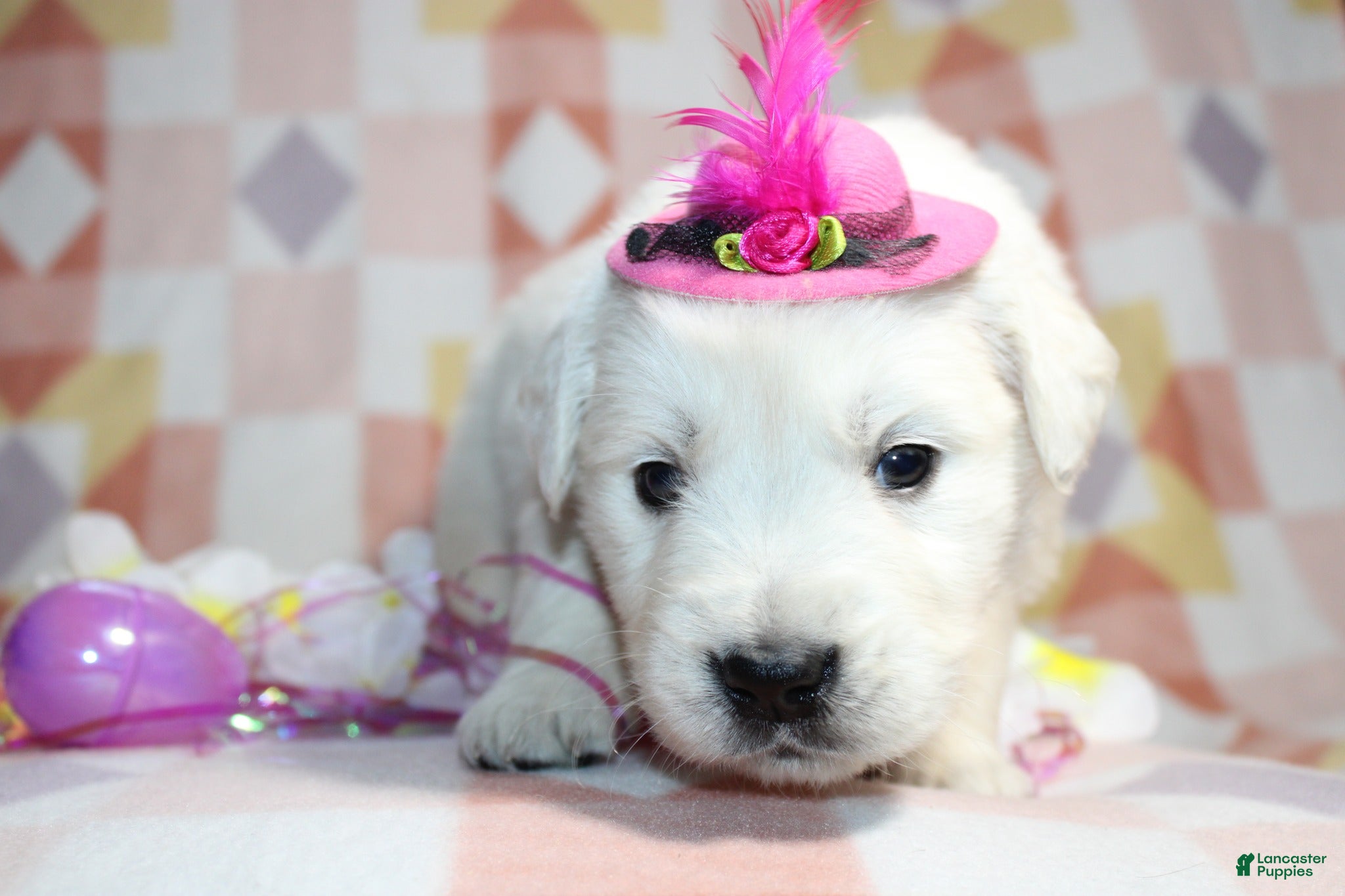 Golden Retriever dogs Millie 💕 - Ad 16