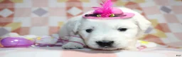 Golden Retriever dogs for sale: Millie 💕 - Ad 1