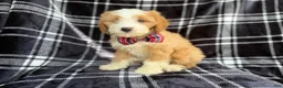 Cavapoo dogs for sale: Cobra - Ad 7