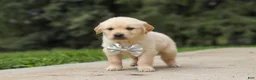 Golden Retriever dogs for sale: Baxter - Ad 5