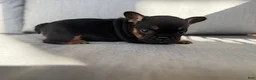 French Bulldog dogs for sale: Pepper - Ad 8