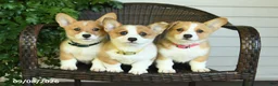 Welsh Corgi Pembroke dogs for sale: Shadow - Ad 5