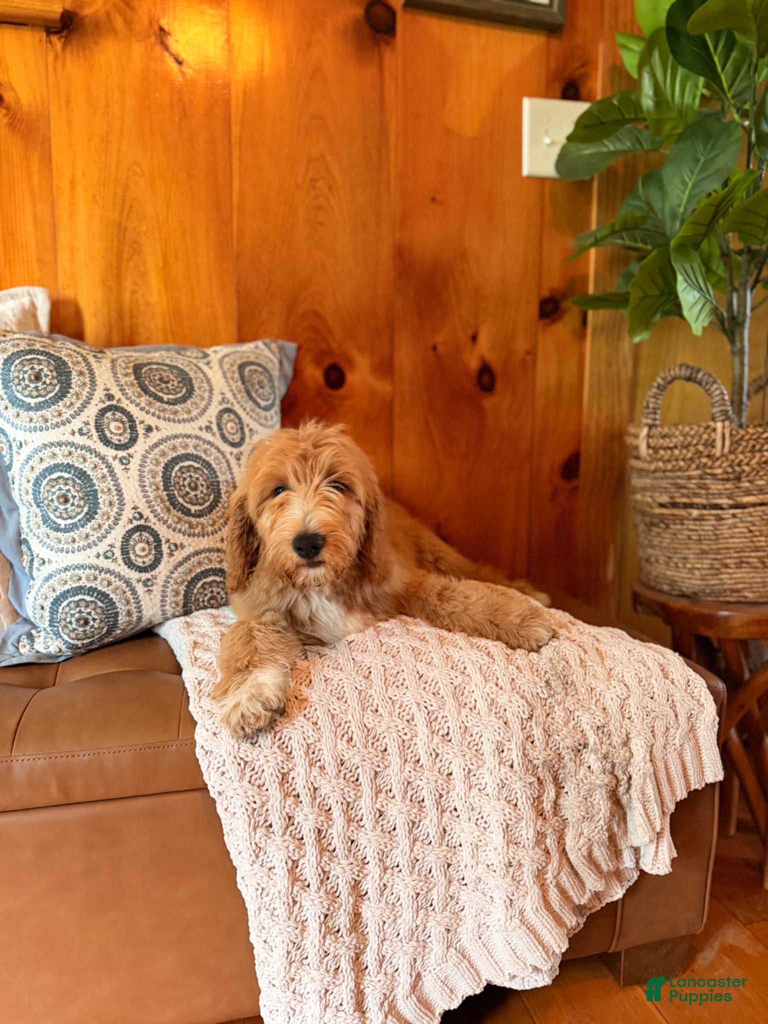 Goldendoodle dogs Graham - Ad 1