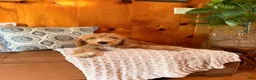 Goldendoodle dogs for sale: Graham - Ad 1