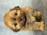 Shih Tzu dogs Kota (AKC) - Ad 1