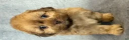 Shih Tzu dogs for sale: Kota (AKC) - Ad 1
