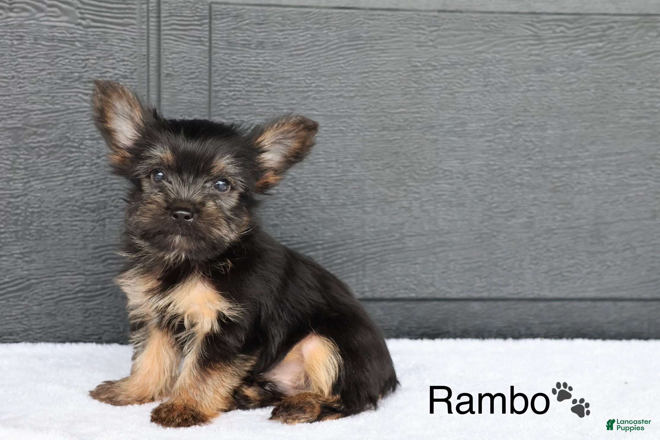 Yorkshire Terrier dogs Rambo - Ad 2