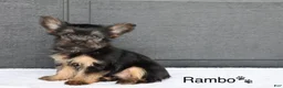 Yorkshire Terrier dogs for sale: Rambo - Ad 2