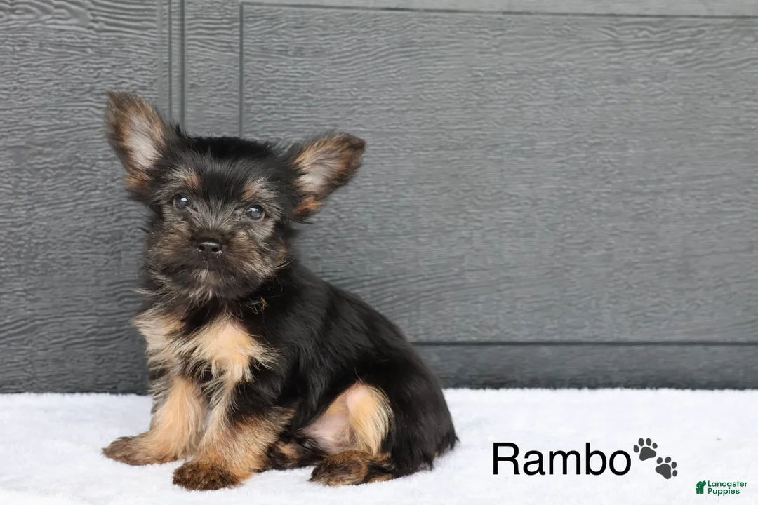 Yorkshire Terrier dogs for sale: Rambo - Ad 2