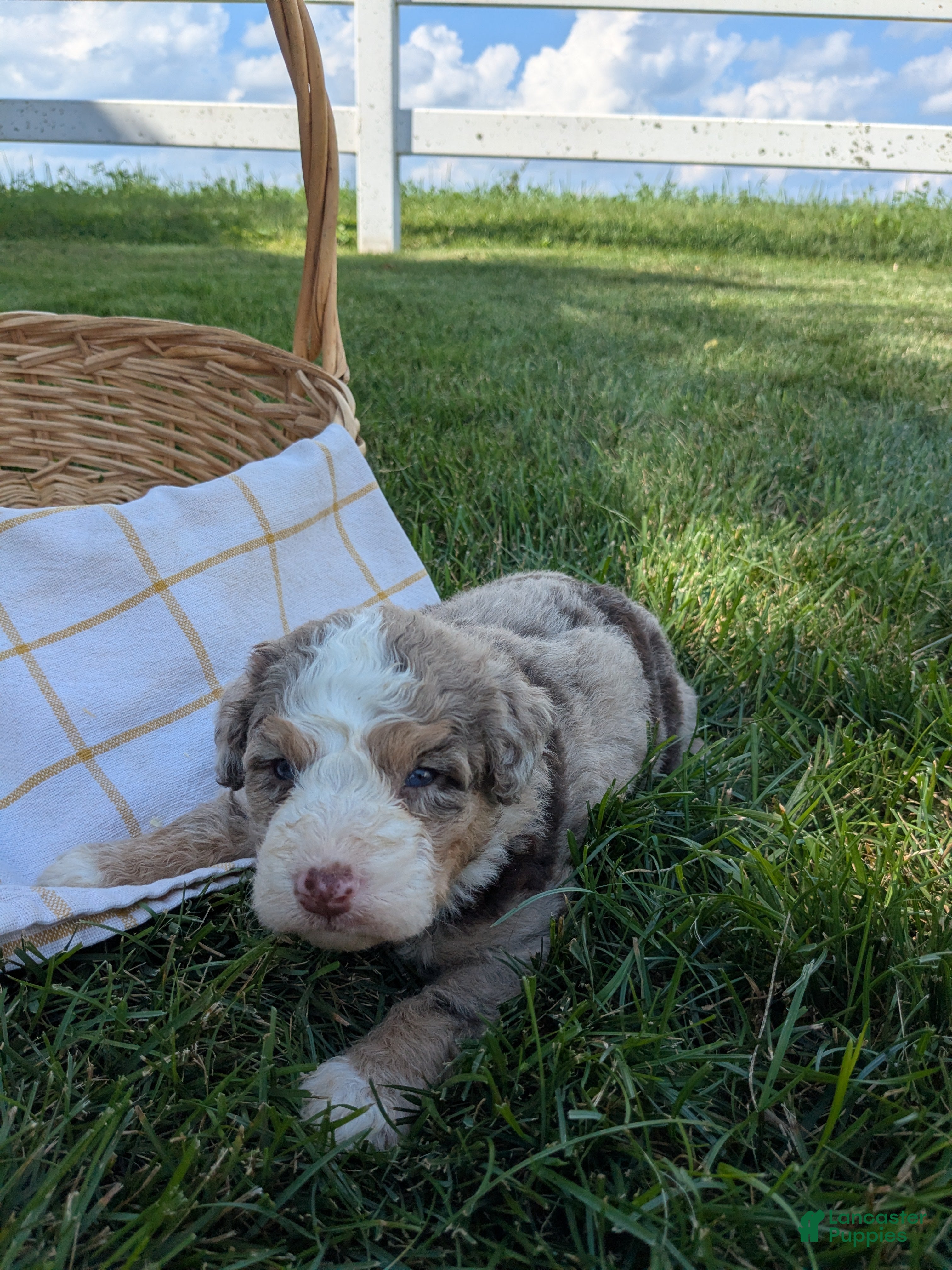 Bernedoodle dogs Zoey - Ad 1