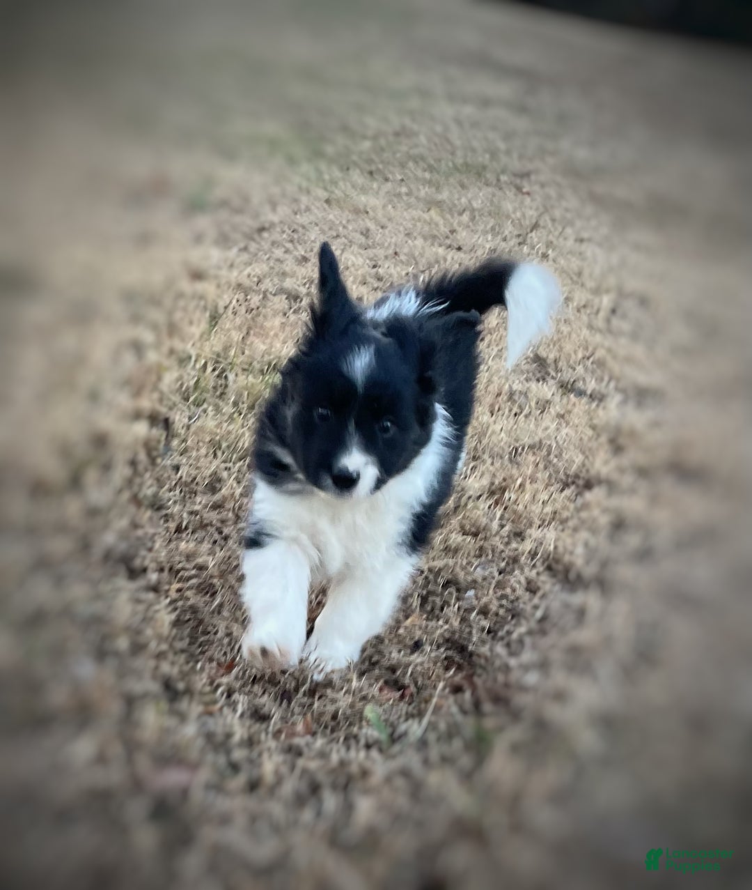 Mixed Breed dogs for sale: SOLD Brownie Delight (with caramel) - Ad 14