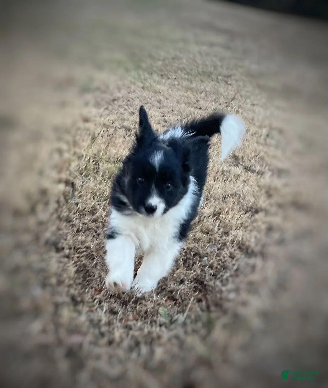 Mixed Breed dogs for sale: SOLD.  J - Female - Ad 13