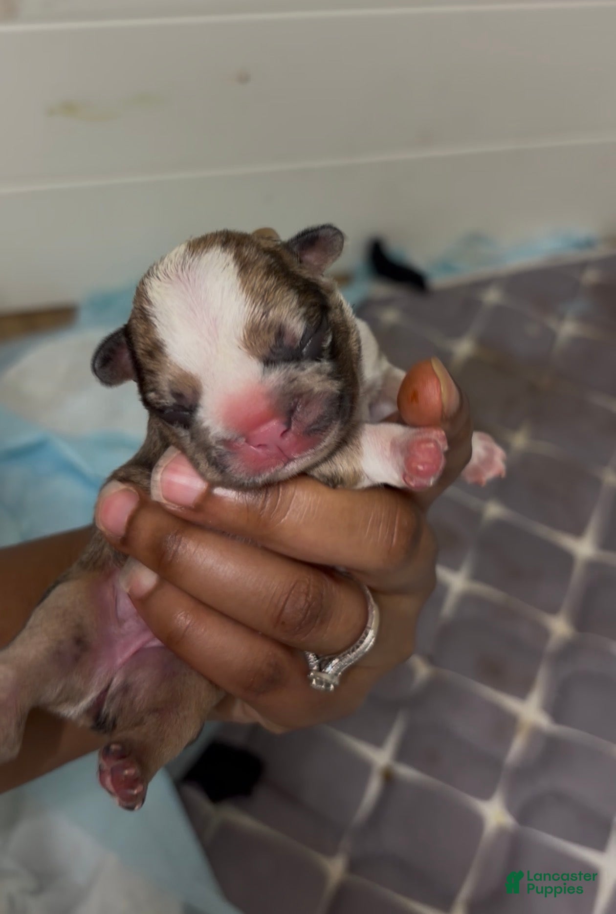 French Bulldog dogs French Bulldog 7 - Ad 12