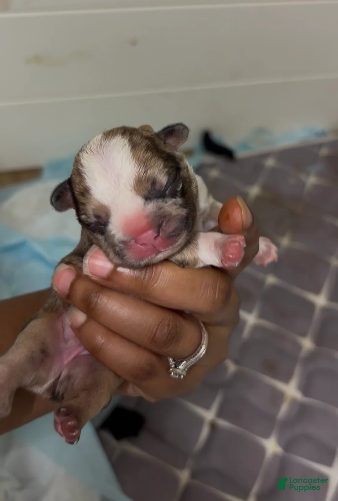French Bulldog dogs for sale: French Bulldog 7 - Ad 1