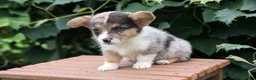 Welsh Corgi Pembroke dogs for sale: Jax - Ad 9