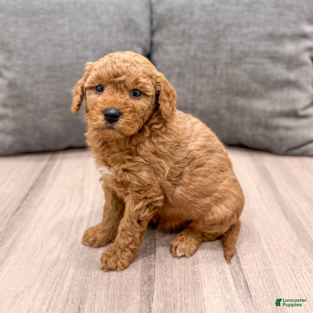 Mini Goldendoodle dogs for sale: Bingo - Ad 7
