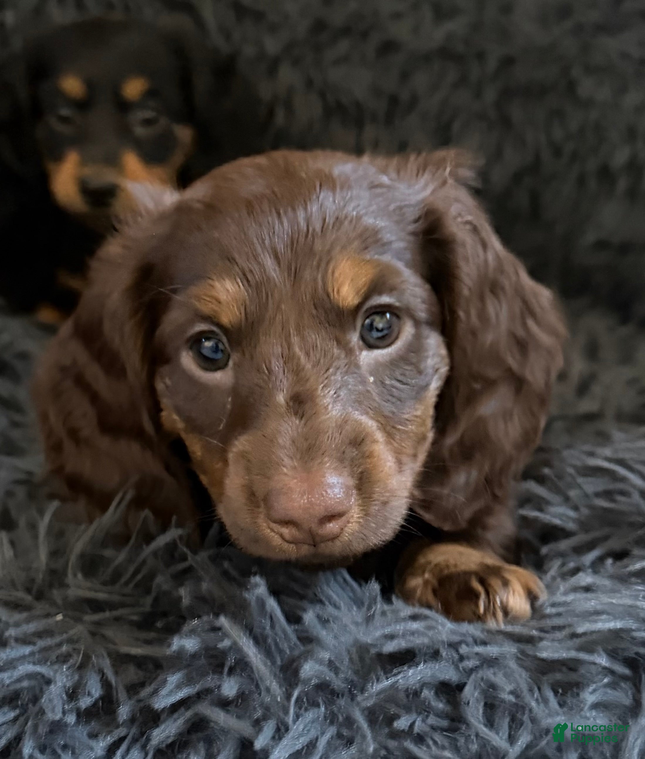 Dachshund dogs Coco  - Ad 2