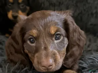 Dachshund dogs Coco - Ad 2