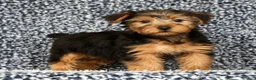 Yorkshire Terrier dogs for sale: AJ - Ad 3