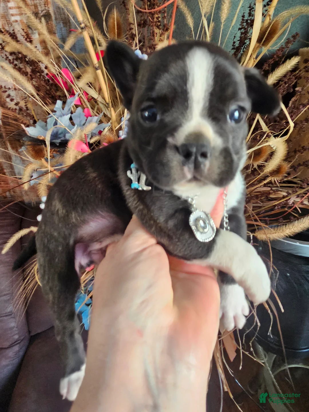 Mixed Breed dogs for sale: Rambo Frenchie Chihuahua - Ad 1