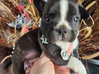 Mixed Breed dogs Rambo Frenchie Chihuahua - Ad 41