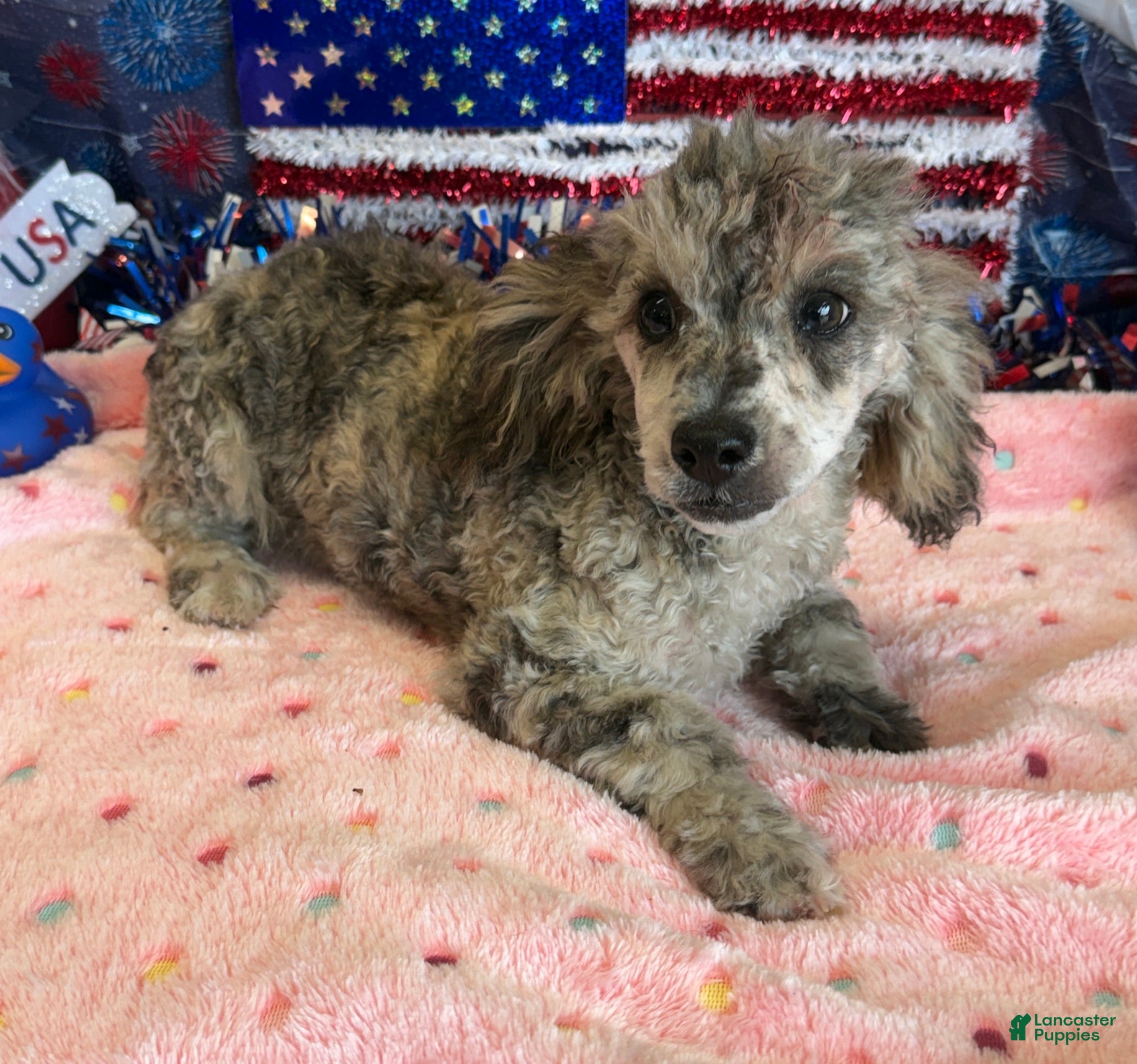 Toy Poodle dogs Puzzle - Ad 2