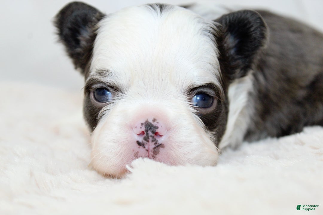 French Bulldog dogs for sale: Karina-Full Fluffy Panda Husky - Ad 4
