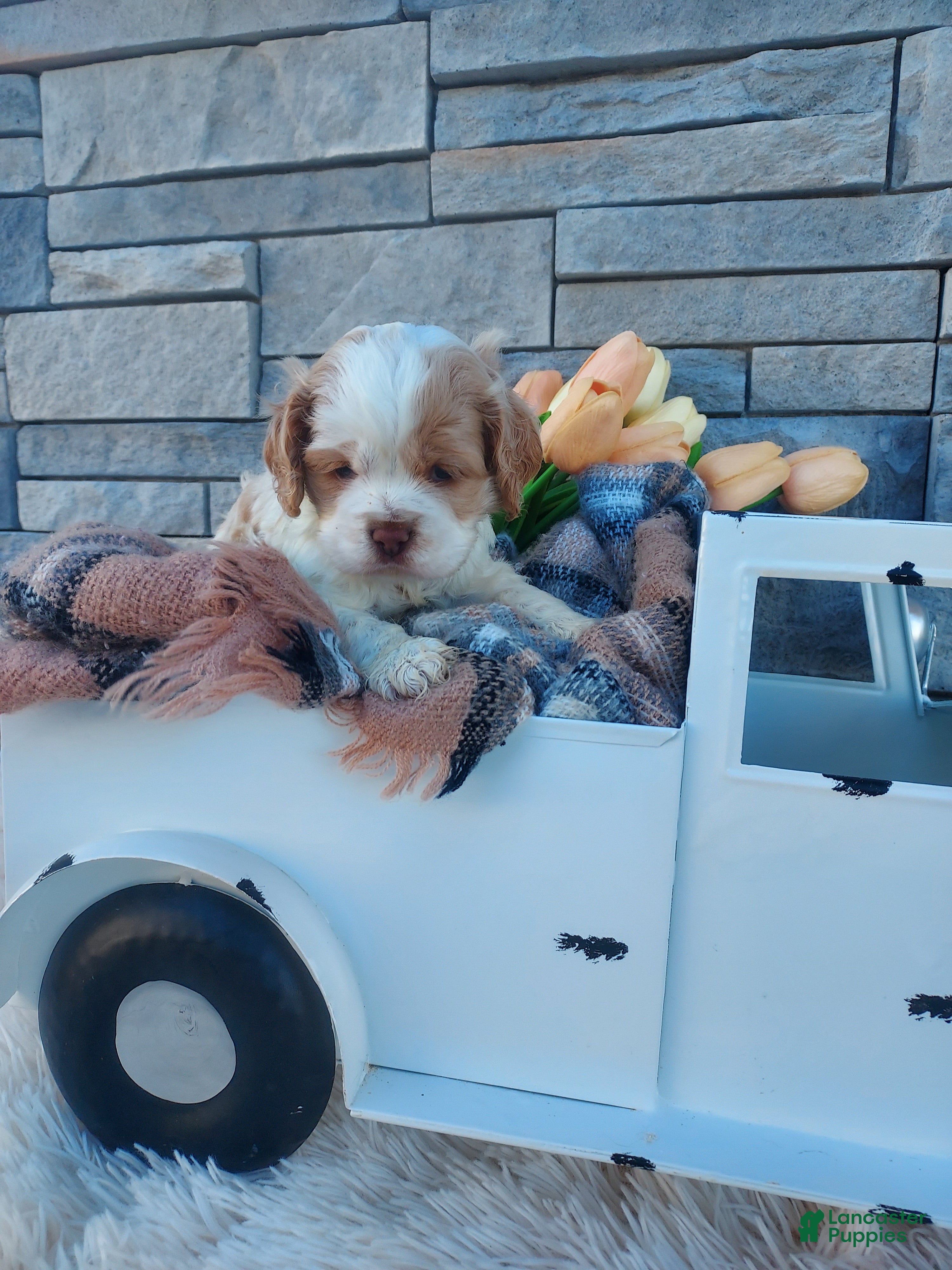 Cocker Spaniel dogs Eldon - Ad 2