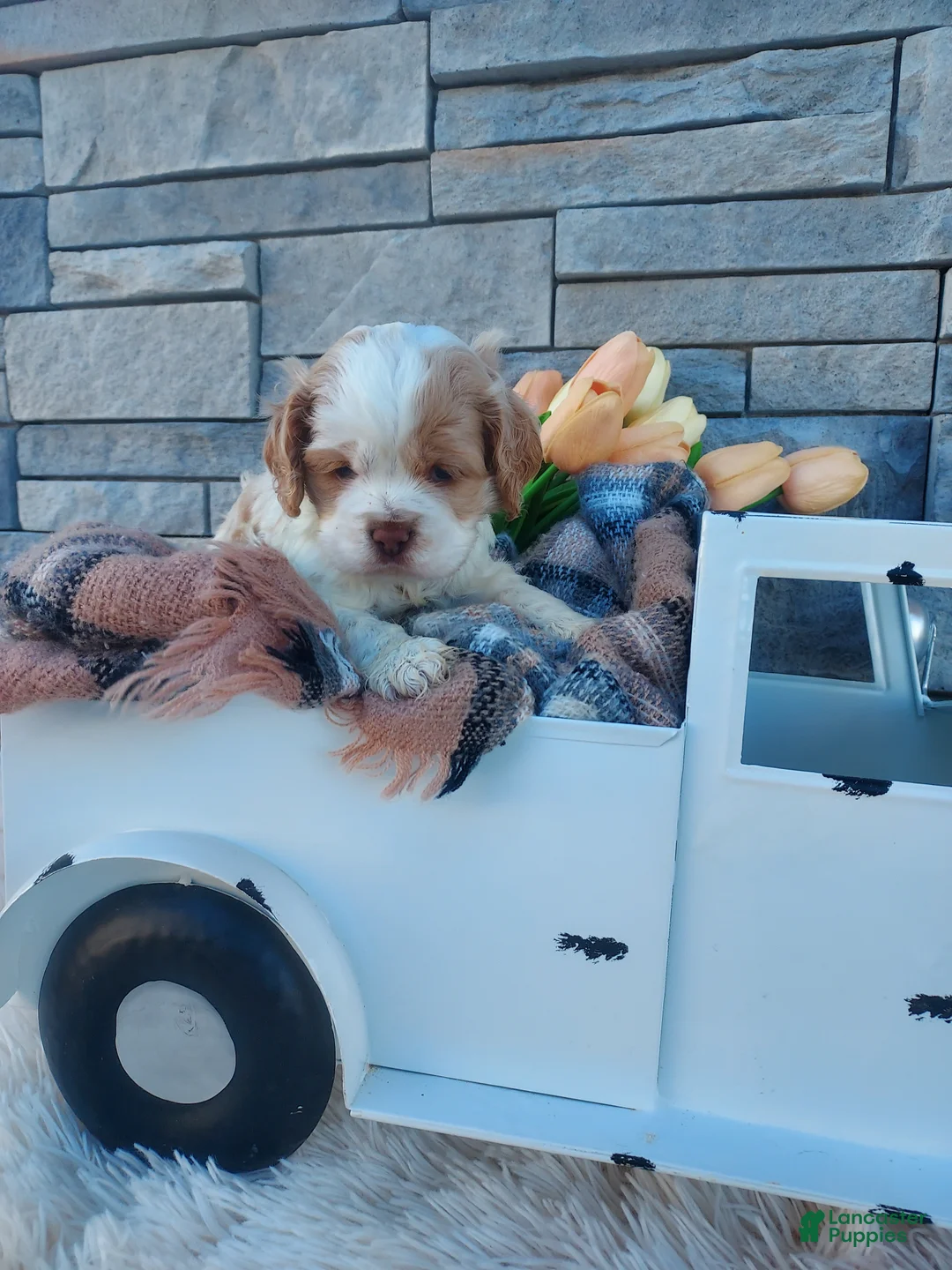 Cocker Spaniel dogs for sale: Eldon - Ad 2