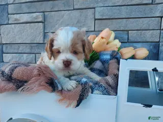 Cocker Spaniel dogs for sale: Eldon - Ad 1