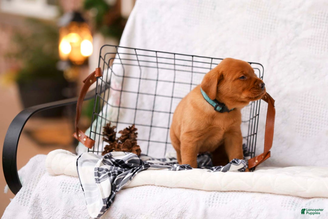 Labrador Retriever dogs for sale: Nicholas - Ad 2