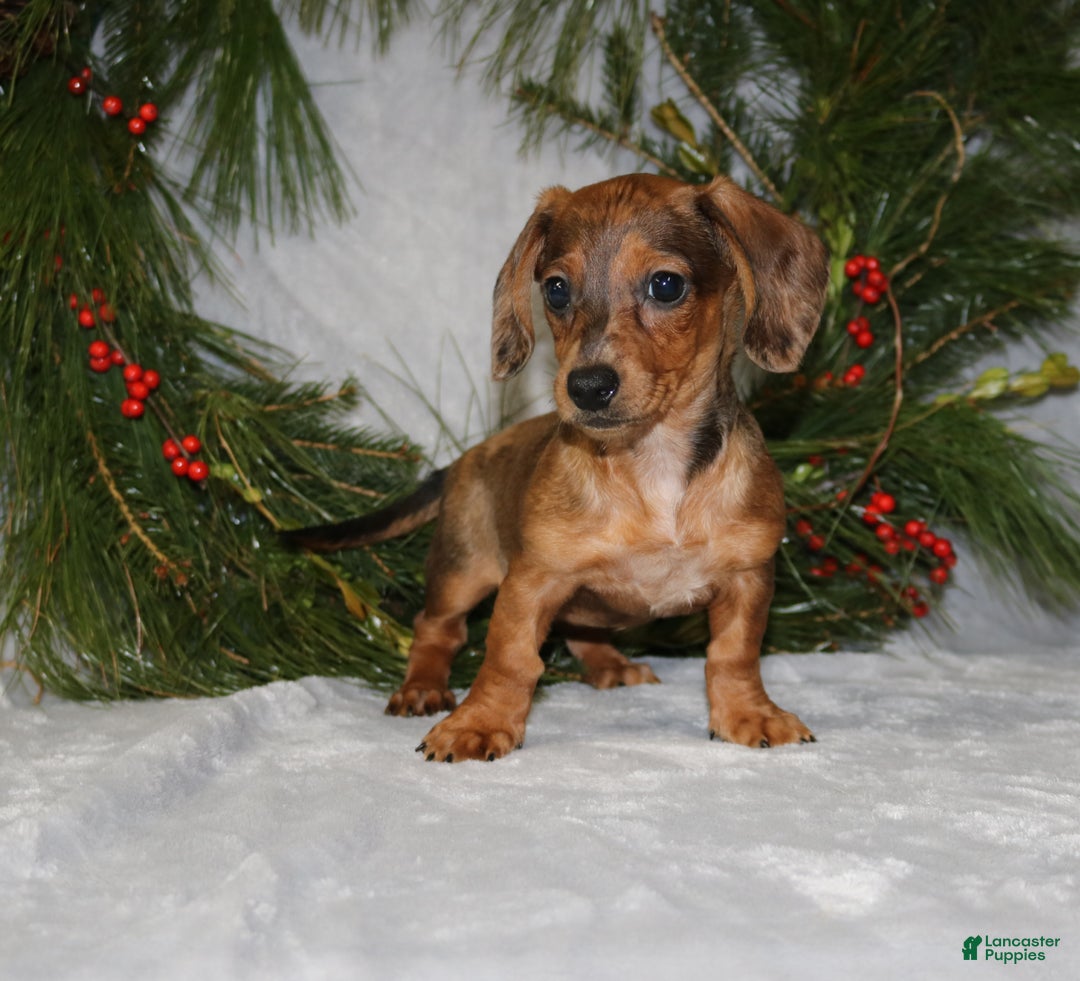 Miniature Dachshund dogs for sale: Coco - Ad 6
