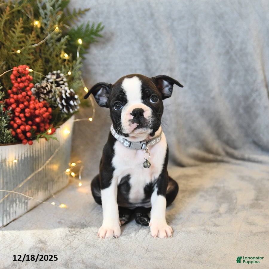 Boston Terrier dogs Sasha - Ad 4