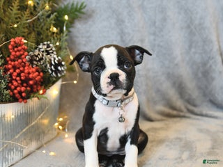 Boston Terrier dogs Sasha - Ad 4