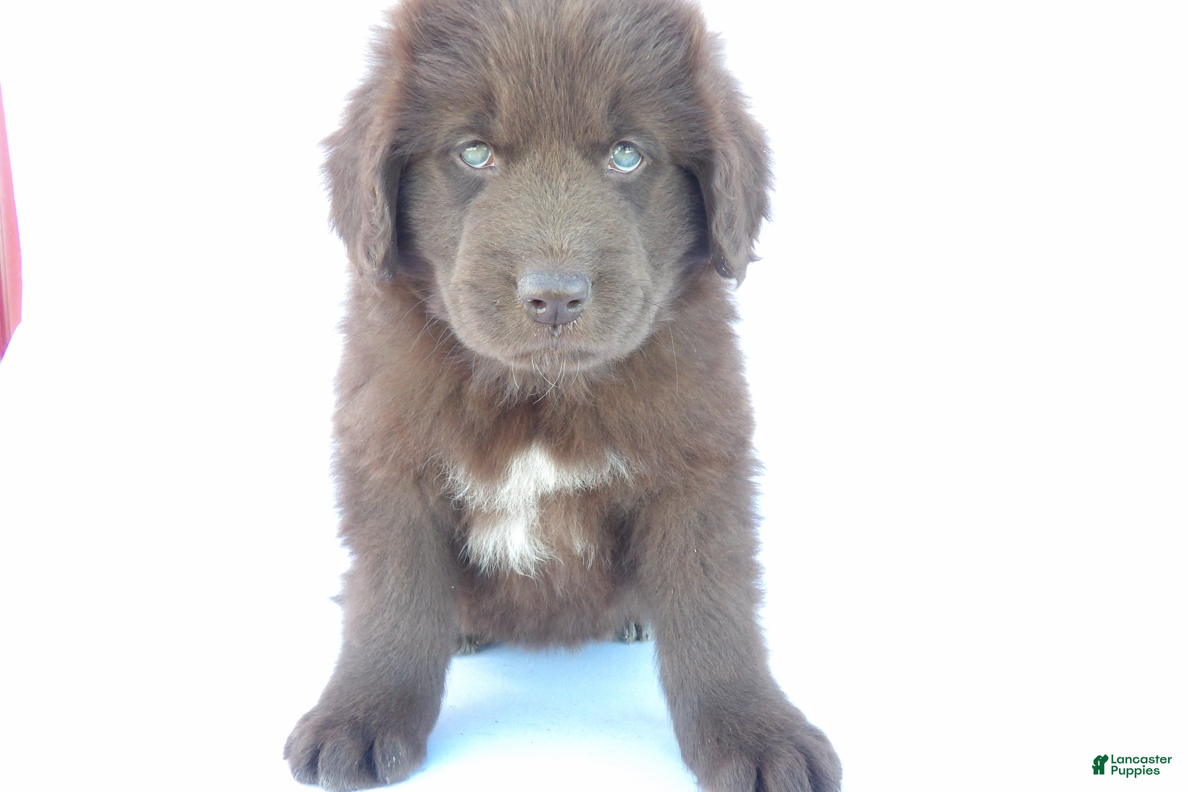 Newfoundland dogs for sale: Jasmine - Ad 2