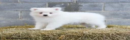 Samoyed dogs for sale: Icelyn - Ad 3