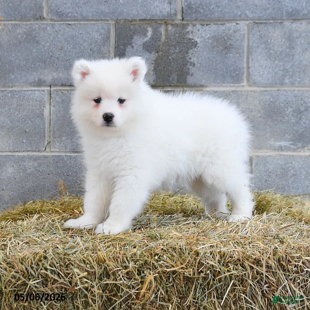 Samoyed dogs for sale: Icelyn - Ad 3