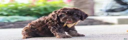 Cockapoo dogs for sale: Trevor - Ad 5