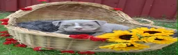 American Bully dogs for sale: Stella - Ad 7