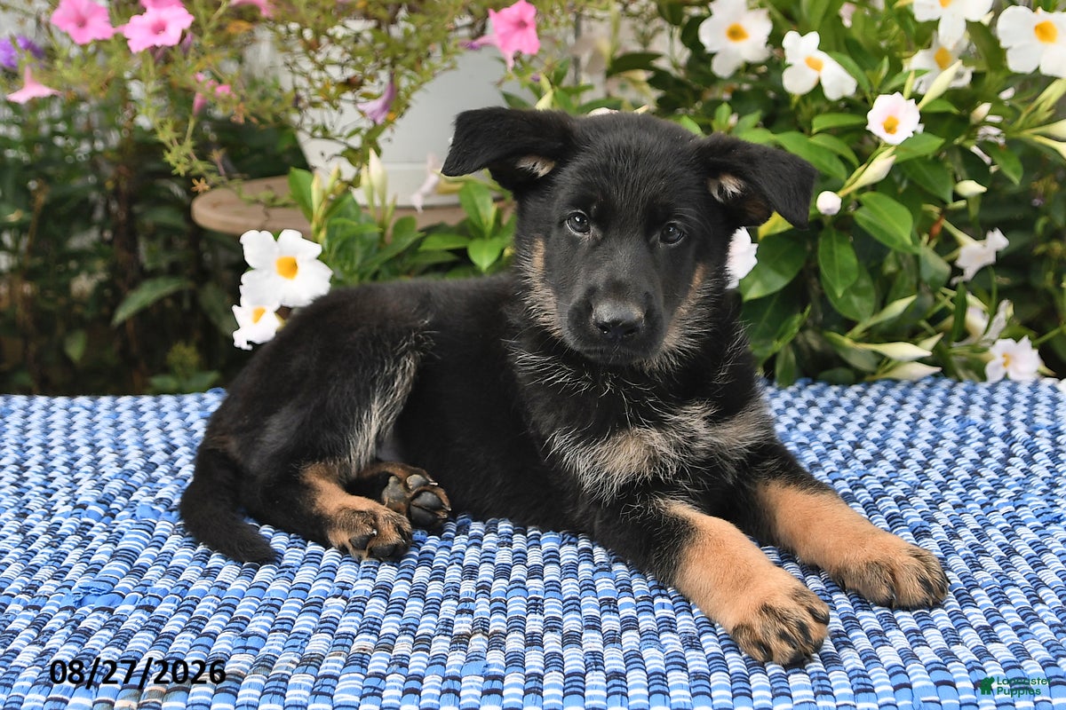 German Shepherd dogs Sasha - Ad 1