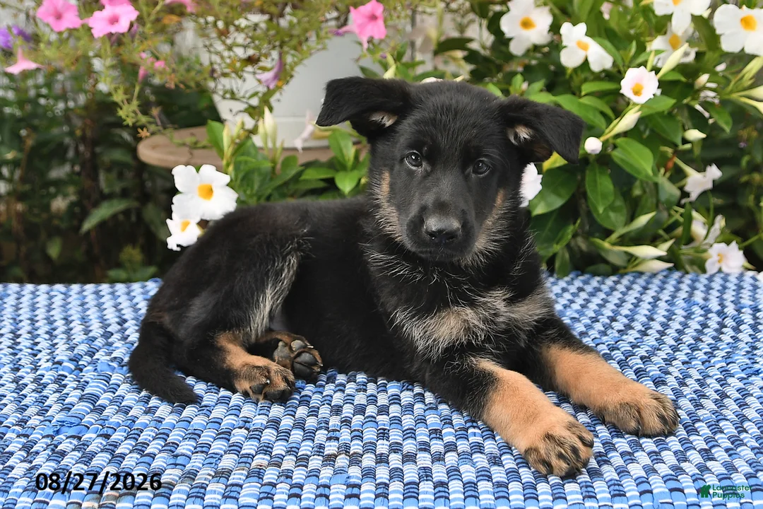 German Shepherd dogs for sale: Sasha - Ad 1