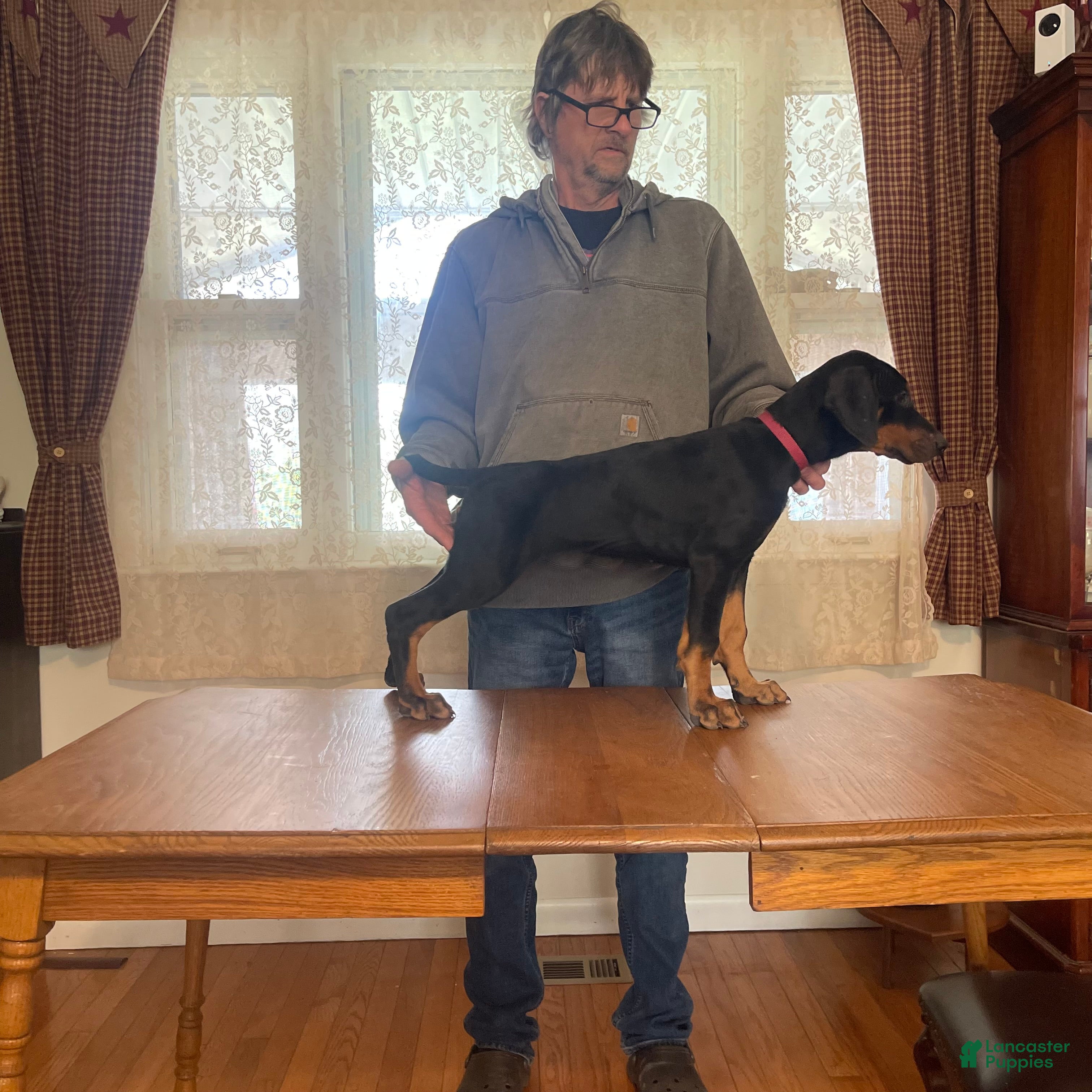 Doberman Pinscher dogs Right on red - Ad 1