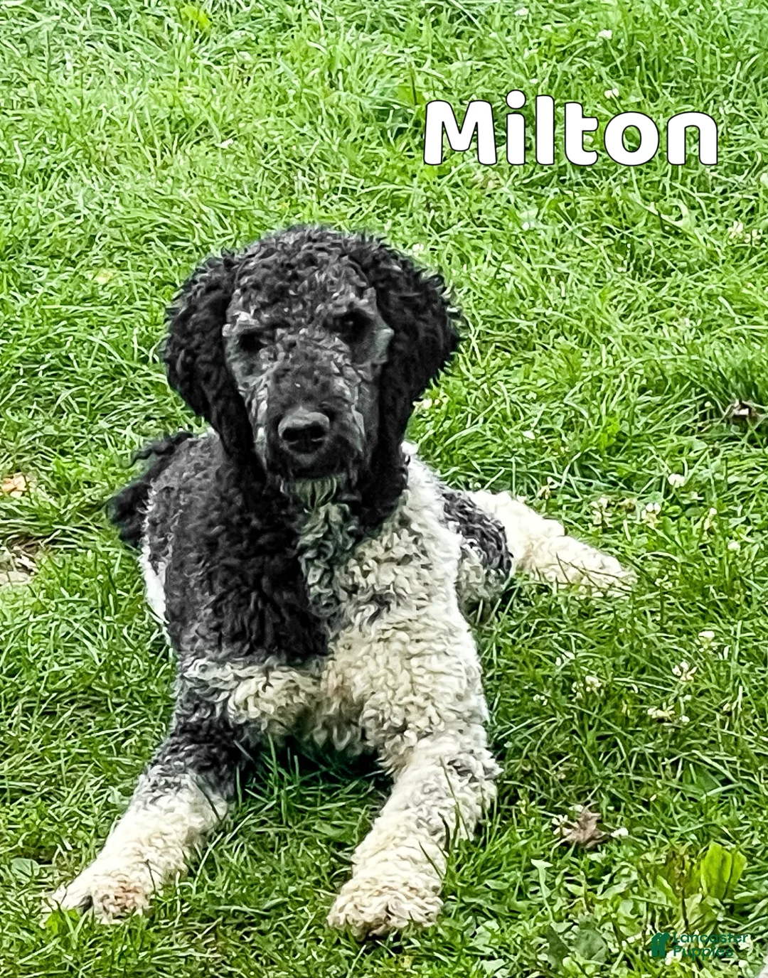 Aussiedoodle dogs for sale: Coco - Standard F1  - Ad 5