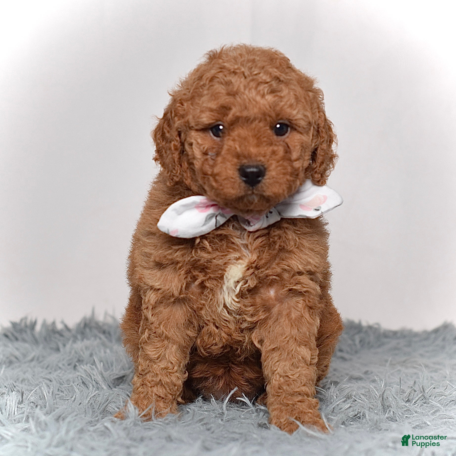 Mini Goldendoodle dogs Miss Molly - Ad 1